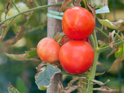 DROXTY tomato Seed(120 per packet)