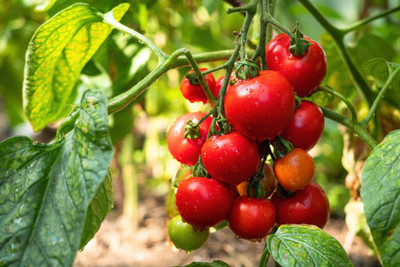 Gulabi nagari tomato Seed(155 per packet)