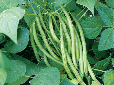 AloGardening Beans F1 Hybrid Vegetable Seeds Seed(30 per packet)
