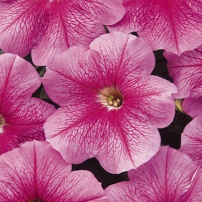 Qualtivate KGF -252 Petunia - Madness Series Flower Garden Seed - Sheer Pink Blooms Seed(50 per packet)