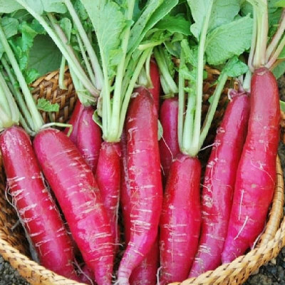 Radha Krishna Agriculture Imported Radish Full Red F1 Hybrid Seeds For Gardening Pack Of 70 Seed(70 per packet)