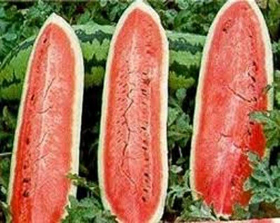 CYBEXIS VVI-72 - Watermelon Jubilee - (1350 Seeds) Seed(1350 per packet)