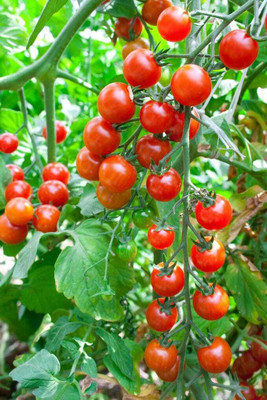 seedargo Seedargo best Quality Hybride Tomato Seed Seed(175 per packet)