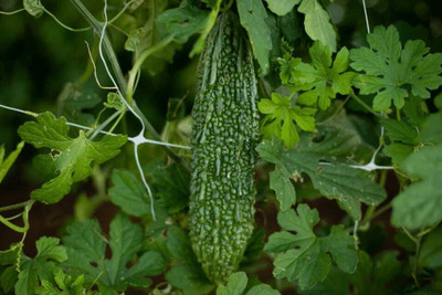 XOLDAA F1 BEST QUALITY BITTER GOURD SEEDS Seed(16 per packet)