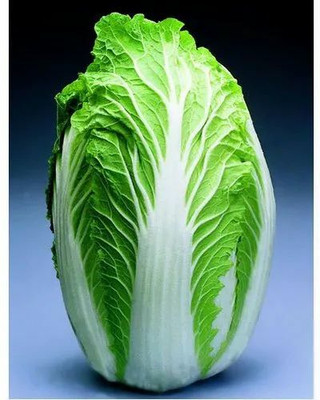 XOLDA Organic Chines cabbage Seed(15 per packet)
