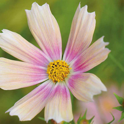 CYBEXIS Cosmos bipinnatus ‘Apricot Lemonade’ Half-Hardy Annual Seed(50 per packet)