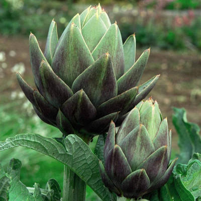 CYBEXIS Artichoke Seed(50 per packet)