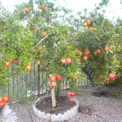 Chalisa Pomegranate, Anaar Seed(55 per packet)