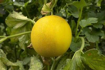 VibeX GBPUT-44 - MUSKMELON YELLOW - (1350 Seeds) Seed(1350 per packet)