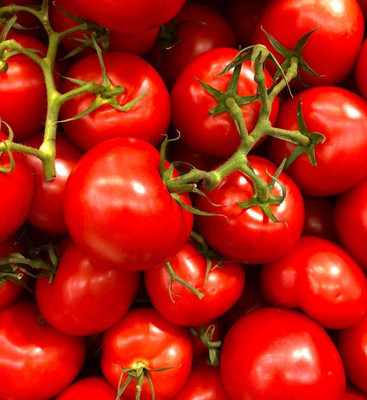 WILLVINE HIGH YIELDING TOMATO [10g, 3000 Seeds] Seed(3000 per packet)
