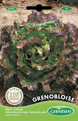 CYBEXIS Grenobloise Lettuce Seeds4000 Seeds Seed(4000 per packet)