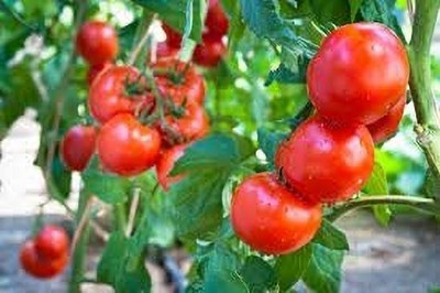 RAINBOWRAGA Hybrid Tomato Seeds for Home Gardening and Terrace Gardening Seed(50 per packet)