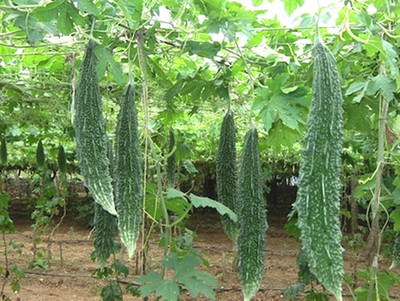 Qualtivate HUA-3A High Yield Bitter Gourd Pali Green Long Seed(50 per packet)