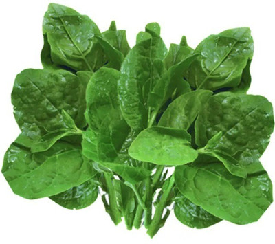 Quentova High Quality Spinach Palak Vegetables Seed(200 per packet)