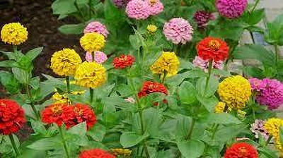Seedsqlty zinnia dwarf flower seeds all colours, high germination (40 seeds) Seed(40 per packet)
