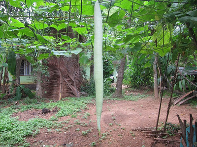 WILLVINE NBIR-11 Snake Gourd (Serpent Gourd - White Glory)Seeds Very Rare Seed(100 per packet)