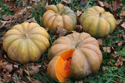the green dotcom Hybrid pumpkin seeds PACK OF 18 Seed(18 per packet)