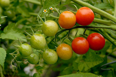 SRK Shree Radha Krishna tomato Seed(145 per packet)