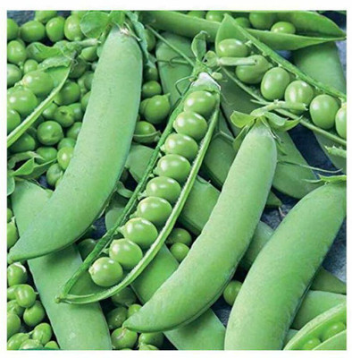 Quentova Peas (मटर के बीज) (Matar) Seeds-KMT-11A Seed(100 per packet)