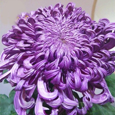 VibeX XLR-40 - Fragrant Blooms Chrysanthemum - (270 Seeds) Seed(270 per packet)