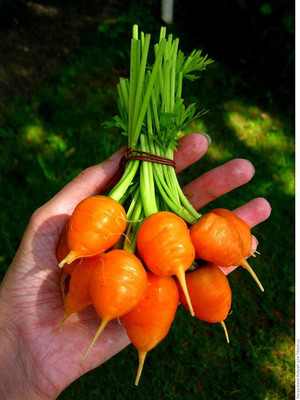 CYBEXIS PAU-79 - Red Carrot Paris Market - (2250 Seeds) Seed(2250 per packet)