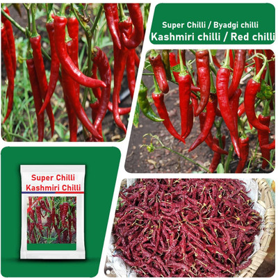 WILLVINE GOI -III Byadgi chilli seeds | Dabbi byadagi chilli[10gm, 2000 Seeds] Seed(2000 per packet)