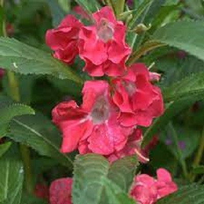 Seedsqlty balsam seeds for garden Seed(100 per packet)