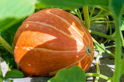 the green dotcom Lal Kumra Seed(50 per packet)