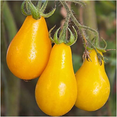 Qualtivate HYB-6A Yellow Pear Tomato Seed(300 per packet)