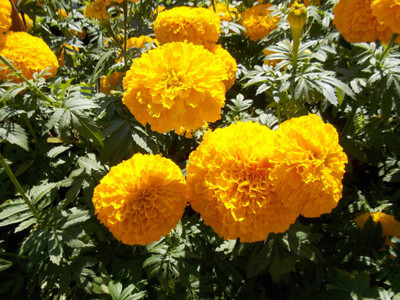 WINR marigold/gende ka phool flower seeds Seed(75 per packet)