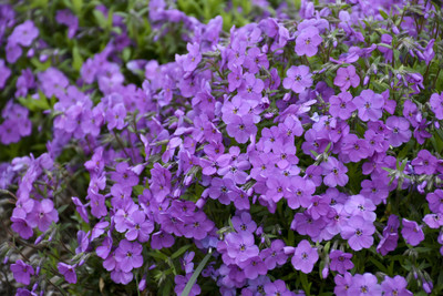 CEZIUS Purple Sprite' Spring Phlox Seed(50 per packet)