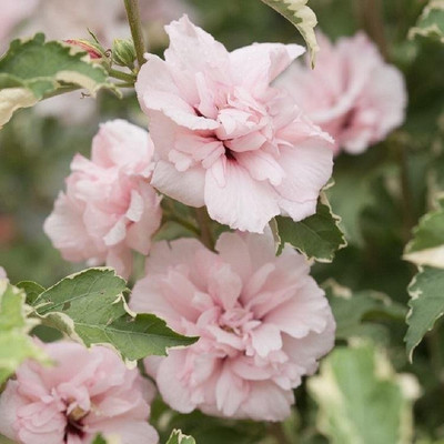 CYBEXIS Hibiscus, Sugar Tip400 Seeds Seed(400 per packet)