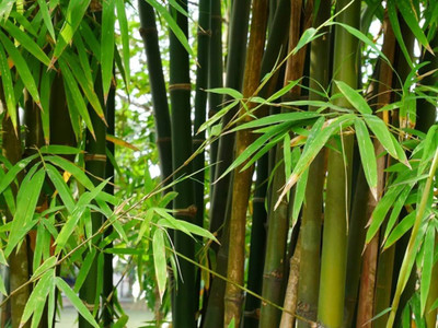 wequality bamboo seed for planting/bamboo seeds 83 Seed(83 per packet)