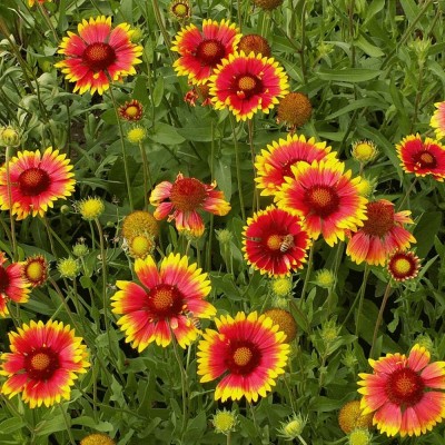 Aywal Gaillardia Aristata Heirloom Flower Seed(30 per packet)