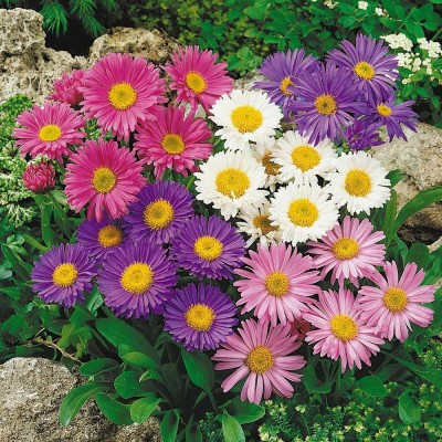 Lorvox Aster Mixed Hybrid Imported Flower Seed(150 per packet)