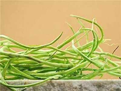 KANAYA Fresh Green Beans Singra Seed(40 per packet)