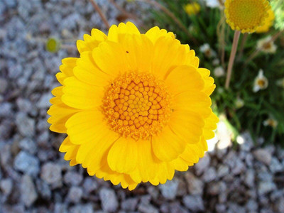 VibeX KGF -37 - Yellow Draught Marigold - (2250 Seeds) Seed(2250 per packet)