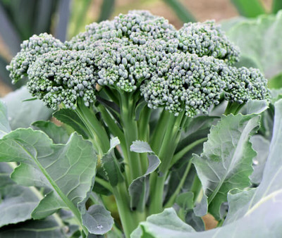 KNESSiN Broccoli Green sprouting Seed(200 per packet)