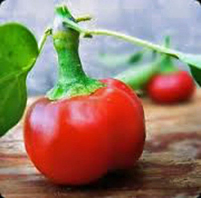 KNESSiN High Yield Large Cherry Pepper Seeds for Terrace Gardening-(1200 Seeds) Seed(1200 per packet)