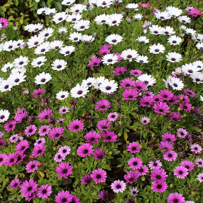 Aywal Osteospermum F1 Hybrid Flower Seed(130 per packet)