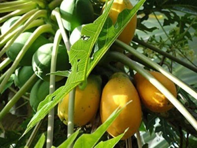 MAA Papaya, Papita Seed(95 per packet)