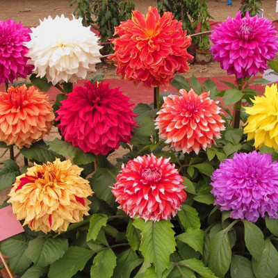 Pbevergreen Dahlia Seed(105 per packet)