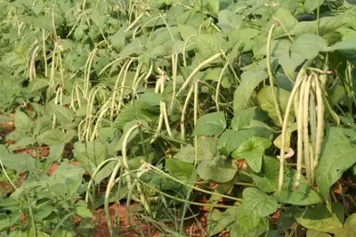 Aro Beans, French Beans Seed(85 per packet)