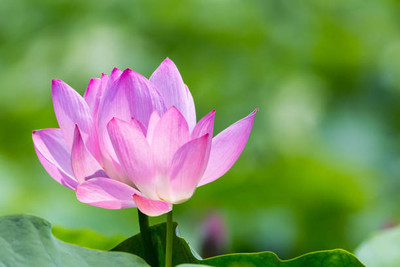 RUDAN lotus,kamal gatta Seed(11 per packet)