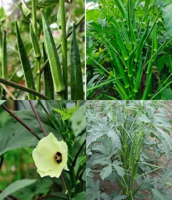 ibains Dosakaya seeds cucumber kakri seeds beej 25 Seed(25 per packet)