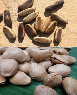 VINAYAK TRADERS Kaner and Gulmohar seeds|Oleander & Royal Poinciana Tree SEEDS (67 Each seeds) Seed(134 per packet)