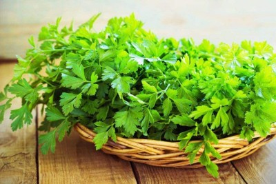 CYBEXIS VVI-55 - Italian Dark Green Flat Leaf Parsley - (250 Seeds) Seed(250 per packet)