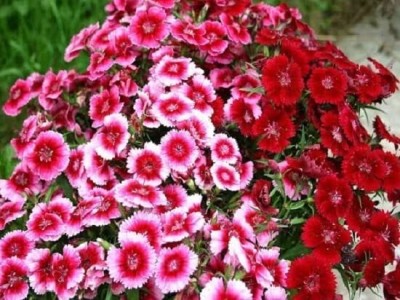 Aywal Sweet William Mix F1 Hybrid Flower Seed(90 per packet)