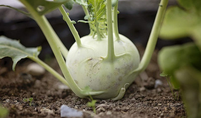 CYBEXIS Hybrid Knol Khol Seeds2000 Seeds Seed(2000 per packet)
