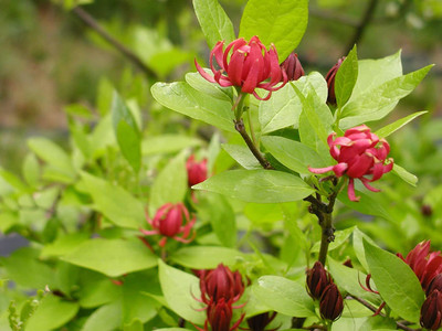 VibeX ® VMR-29 Carolina Allspice Calycanthus Floridus Seed(50 per packet)